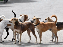 भटक्या कुत्र्यांचा बंदोबस्त करा शिक्षण संस्थांना युजीसीचा आदेश