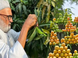 एकाच झाडावर ३५० प्रकारचे आंबे तयार करण्याचा विक्रम